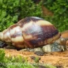 Landschnecken-Bundle: 3x Achatschnecke, Achatina Fulica