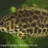 Leopard-Buschfisch, Ctenopoma Acutirostre