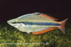 Juwelen-Regenbogenfisch, Melanotaenia Trifasciata