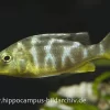 Pfauen-Maulbrüter, Nimbochromis Venustus, DNZ