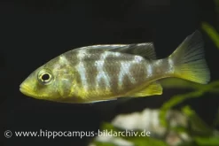Pfauen-Maulbrüter, Nimbochromis Venustus, DNZ