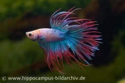Crown Tail Kampffisch Multicolor, NZ, Männchen, Betta Splendens