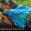 Halfmoon Kampffisch Türkis, Männchen, Betta Splendens