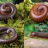 Bundle: 5 X Millipede-Mix, Spirostreptus Spec. (5 Tausendfüsser)