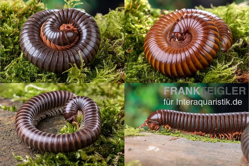 Bundle: 5 X Millipede-Mix, Spirostreptus Spec. (5 Tausendfüsser)