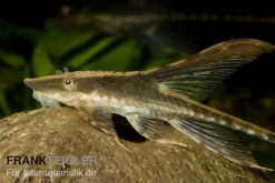 Panama Störwels, Sturisoma Panamense