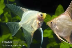 Skalar Mix, Pterophyllum Scalare, Größe XL, DNZ