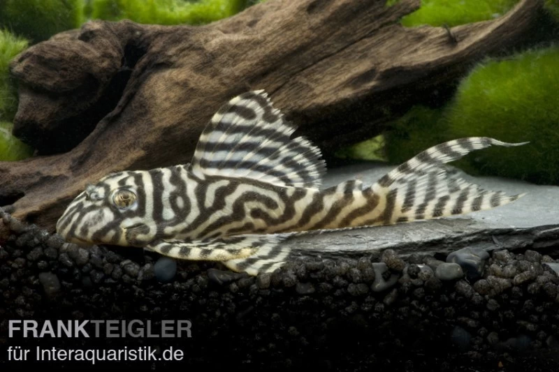 Königstiger-Harnischwels, Hypancistrus Spec. L333 Spezial, 8-10 Cm