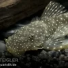 Weißpunkt-Dreihornharnischwels, Hopliancistrus Sp. L017, 5-7 Cm