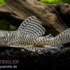 Königstiger-Harnischwels, Hypancistrus Spec. L 66, 8-10 Cm