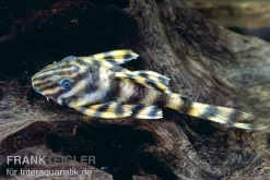 Zwergschilderwels, Peckoltia Vermiculata L002