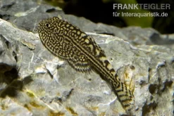 Pracht-Flossensauger, Sewellia Lineolata