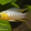 Gelber Zwergbuntbarsch, Apistogramma Borelli, Paarweise