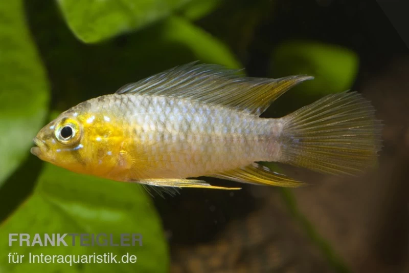 Gelber Zwergbuntbarsch, Apistogramma Borelli, Paarweise