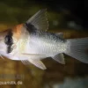 Adolfos Panzerwels, Corydoras Adolfoi