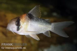 Adolfos Panzerwels, Corydoras Adolfoi