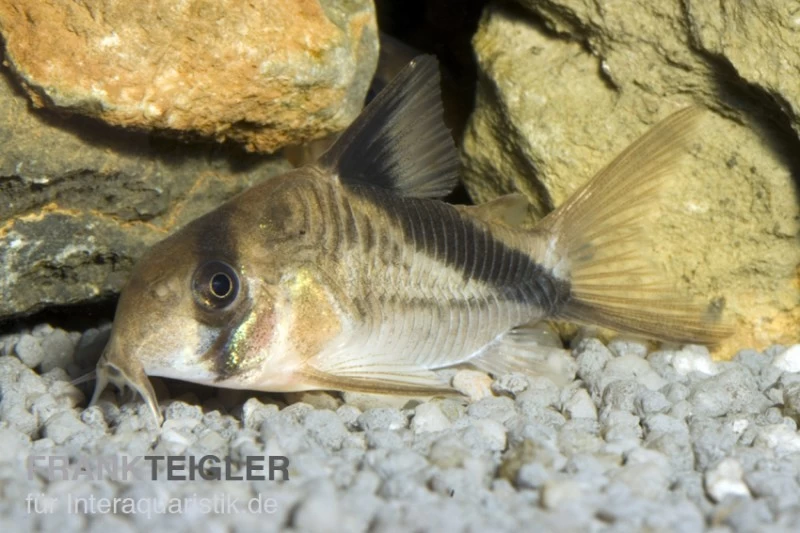 Kopfbinden-Panzerwels, Corydoras Melini