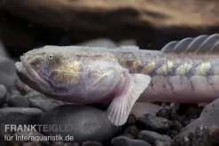 Lila Aalgrundel, Gobioides Broussonnetii