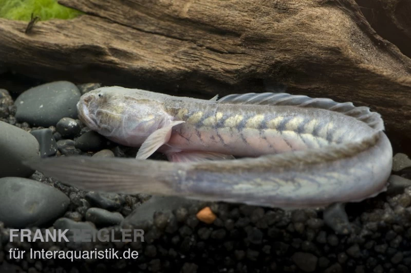 Lila Aalgrundel, Gobioides Broussonnetii – Bild 2