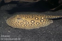 Pfauenaugen-Stechrochen, Potamotrygon Motoro R001