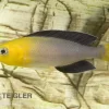 Blauer Heringscichlide, Cyprichromis Leptosoma "Tricolor", DNZ