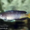 Blauer Heringscichlide, Cyprichromis Leptosoma "Mpulungu", DNZ