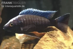 Blauer Orchideen-Aulonocara, Aulonocara Kandeensis