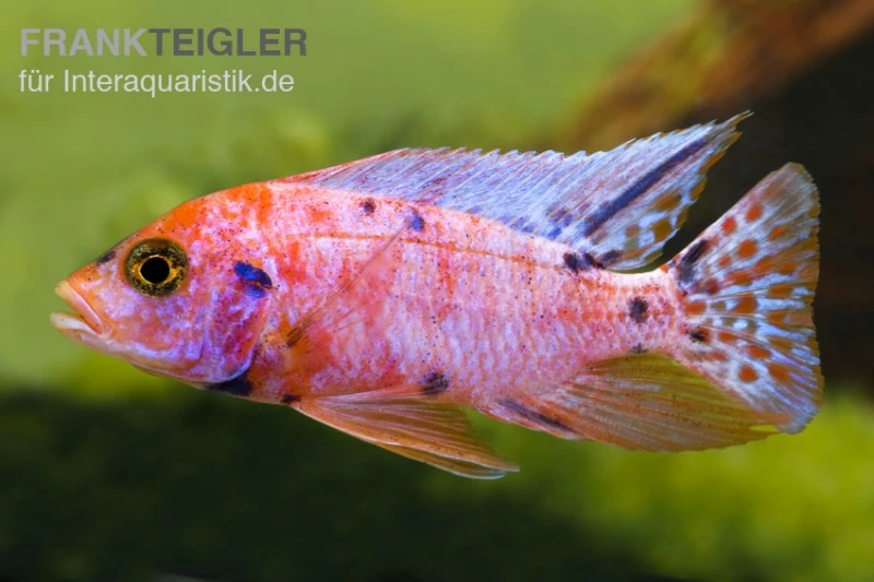 Aulonocara Spec. Mamelad Cat OB, DNZ – Bild 2