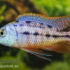 Protomelas Taeniolatus Boadzulu "Red Empress", DNZ
