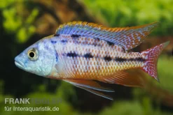 Protomelas Taeniolatus Boadzulu "Red Empress", DNZ