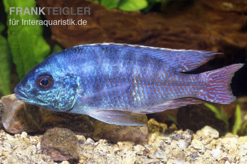 Protomelas Spilonotus "Tanzania", DNZ