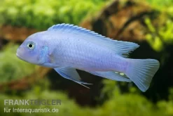 Kobaltblauer Zebrabuntbarsch, Pseudotropheus Zebra "Cobalt Blue"