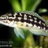 Schwarzweißer Schlankcichlide, Julidochromis Transcriptus
