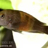 Orange-Breitband-Moorii, Tropheus Moorii "Bemba", DNZ