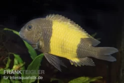 Tropheus Moorii "Kaiser Ikola", DNZ