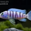 Blauer Zebrabuntbarsch, Pseudotropheus Zebra, DNZ