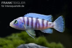 Blauer Zebrabuntbarsch, Pseudotropheus Zebra, DNZ