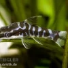 Zebra-Otocinclus, Otocinclus Cocama
