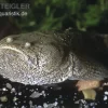 Peru-Krötenfisch, Potamobatrachus Trispinosus