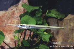 Nadelfisch, Xenentodon Cancila (ausgelist)