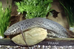 Westafrikanischer Lungenfisch, Protopterus Annectens