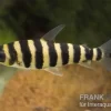 Grüner Leporinus, Leporinus Fasciatus