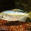 Gelber Kongosalmler, Hemigrammopetersius Caudalis
