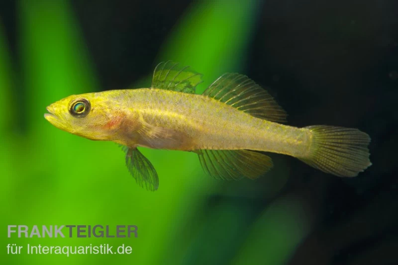 Zitronengrundel, Mugilogobius Rexi (Minifisch) – Bild 2
