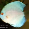 Diskusfisch ASIA-NZ, Symphysodon Discus Blue Diamond