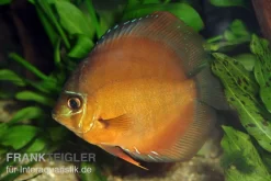 Diskusfisch ASIA-NZ, Symphysodon Discus Brown (Classic Brown, Red)