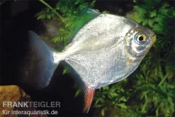 Haken-Scheibensalmler, Myleus Rubripinnis