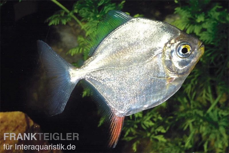 Haken-Scheibensalmler, Myleus Rubripinnis
