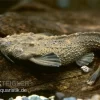 Rio Negro Bratpfannenwels, Amaralia Hypsiura (Rarität!)