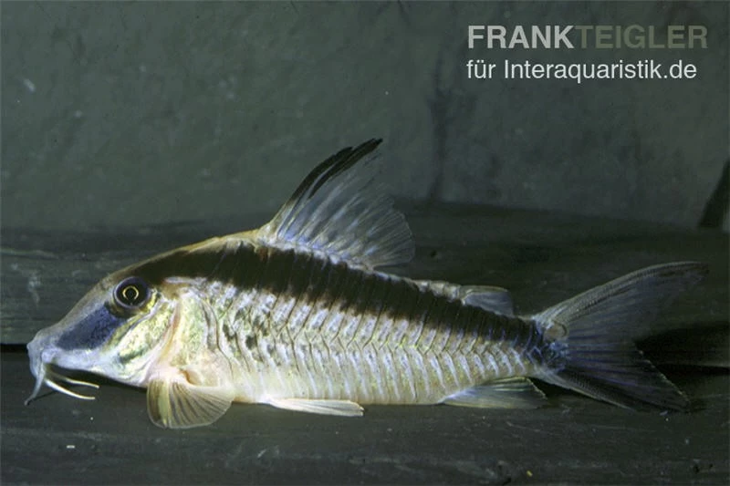 Narziss-Panzerwels, Corydoras Narcissus